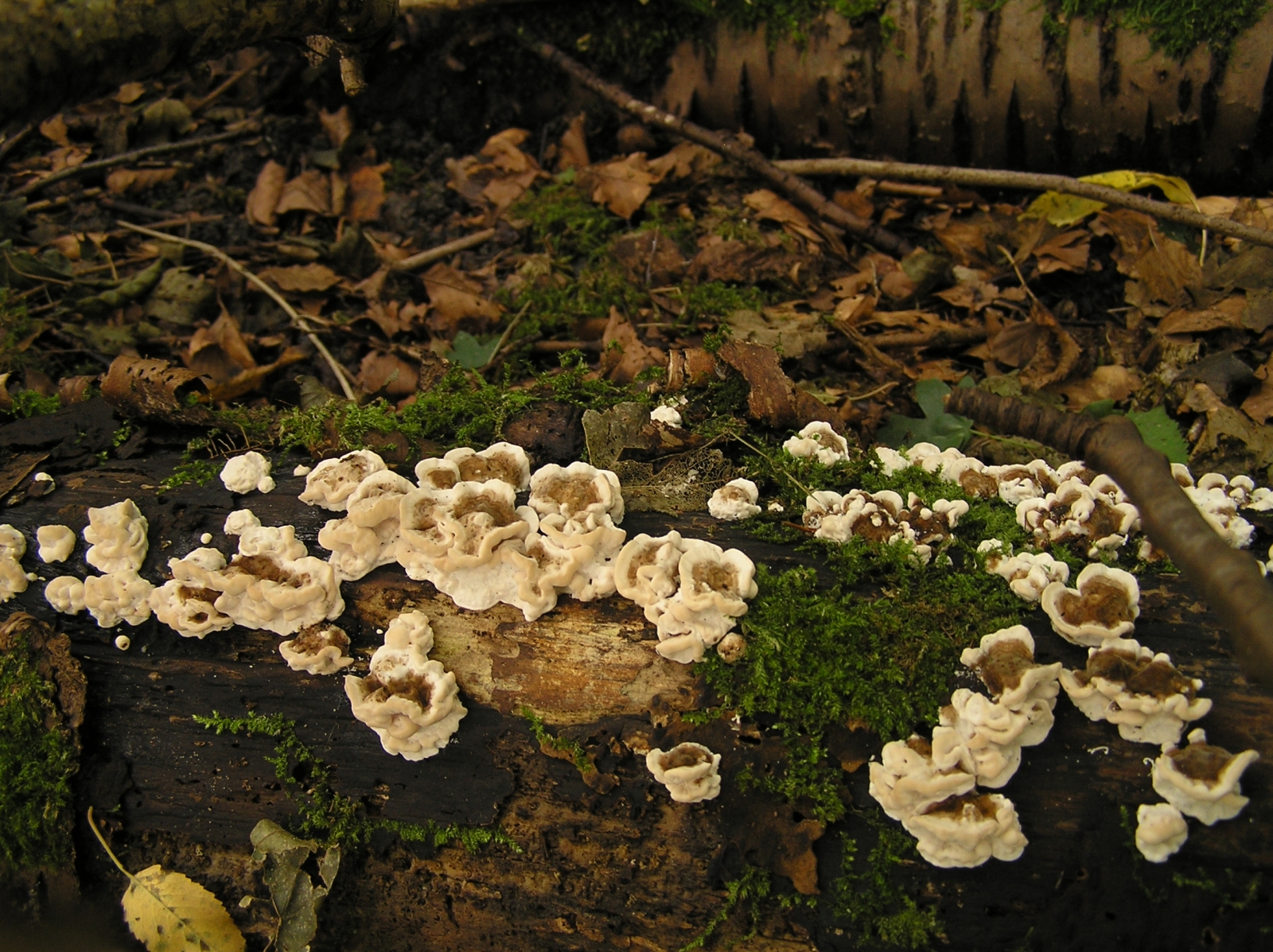87_paddenstoelen(5)